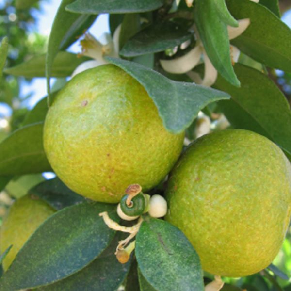 Περγαμόντο Αιθέριο Έλαιο (Bergamot Oil) - Food & Cosmetic