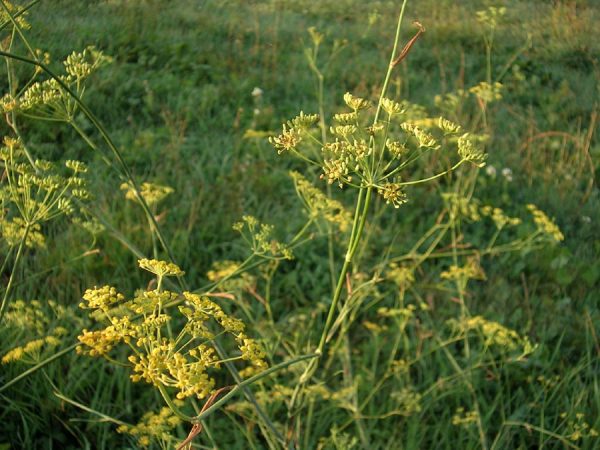 Μάραθος Βιολογικό Αιθέριο Έλαιο (Fennel Oil Organic) - Food & Cosmetic