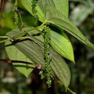 Πιπέρι Μαύρο Αιθέριο Έλαιο (Black Pepper Oil) - Food & Cosmetic