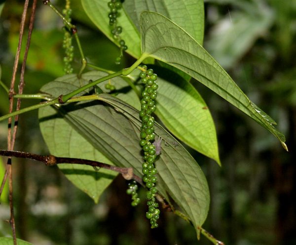 Πιπέρι Μαύρο Αιθέριο Έλαιο (Black Pepper Oil) - Food & Cosmetic