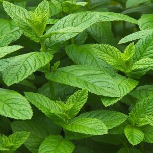 Δυόσμος Βιολογικό Αιθέριο Έλαιο (Spearmint Oil Organic) - Food & Cosmetic