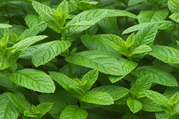 Δυόσμος Βιολογικό Αιθέριο Έλαιο (Spearmint Oil Organic) - Food & Cosmetic