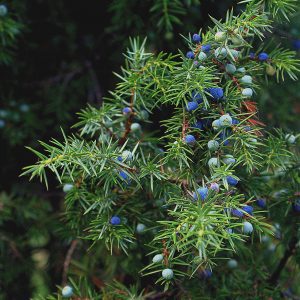 Άρκευθος Αιθέριο Έλαιο (Juniper Wood Oil ) - Food & Cosmetic