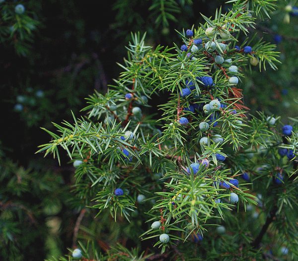 Άρκευθος Αιθέριο Έλαιο (Juniper Wood Oil ) - Food & Cosmetic