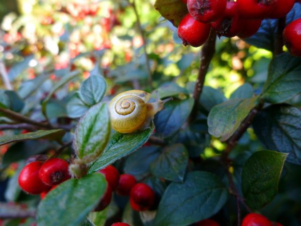 Γωλθέρια Αιθέριο Έλαιο (Wintergreen Oil ) - Food & Cosmetic