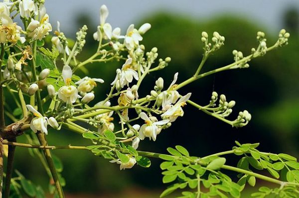 Μορίνγκα Βιολογικό Έλαιο Συμβατικό (Moringa Oil Cold Pressed, Conventional) - Cosmetic