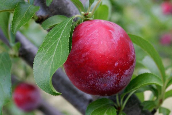 Δαμάσκηνο Βιολογικό Έλαιο (Plum Oil Cold-Pressed, Organic) - Food & Cosmetic