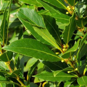 Δάφνη Αιθέριο Έλαιο (Bay Laurel Leaf Oil) - Food & Cosmetic