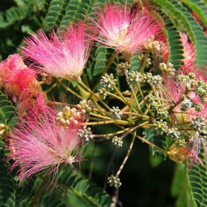 Ίνες Ακακίας Βιολογικές (Acacia Fiber, Organic) - Food & Cosmetic