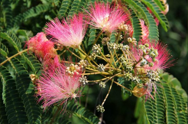 Ίνες Ακακίας Βιολογικές (Acacia Fiber, Organic) - Food & Cosmetic