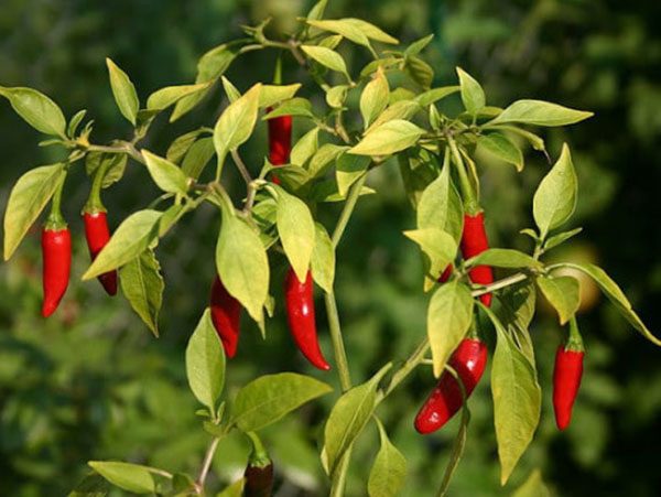 Τσίλι Βιολογικό Αιθέριο Έλαιο - Εκχύλισμα (Chili CO2 extraction, Organic) - Food & Cosmetic