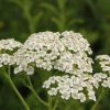 Ανθόνερο Αχίλλειας Βιολογικό - Βρώσιμο (Yarrow water, Organic-Food Grade) - Food & Cosmetic