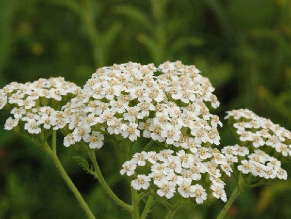 Ανθόνερο Αχίλλειας Βιολογικό - Βρώσιμο (Yarrow water, Organic-Food Grade) - Food & Cosmetic