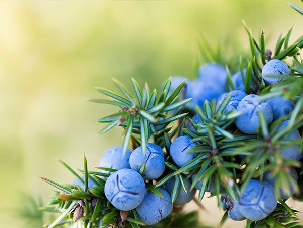 Ανθόνερο Άρκευθου Βιολογικό - Βρώσιμο (Juniper berry water, Organic-Food Grade) - Food & Cosmetic