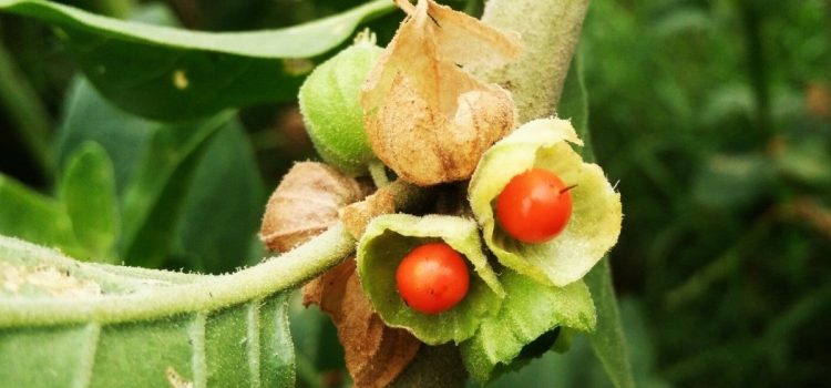 Ashwagandha: Το Θαυματουργό Βότανο που Κατακτά τον Κόσμο της Υγείας